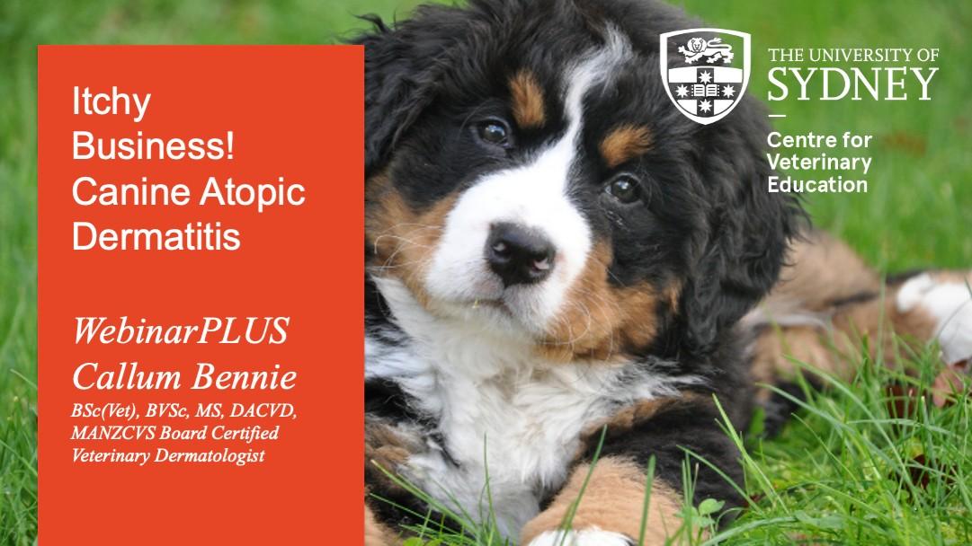 Itchy Business! Canine Atopic Dermatitis WebinarPLUS