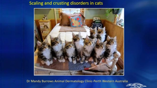 Approach to the Cat with Scaling and Crusting Dermatitis