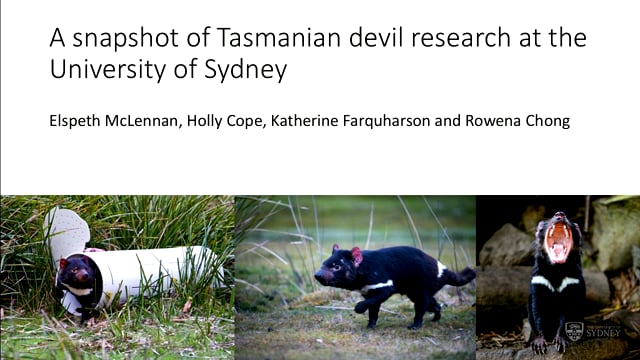 Current Tasmanian devil research at Sydney university