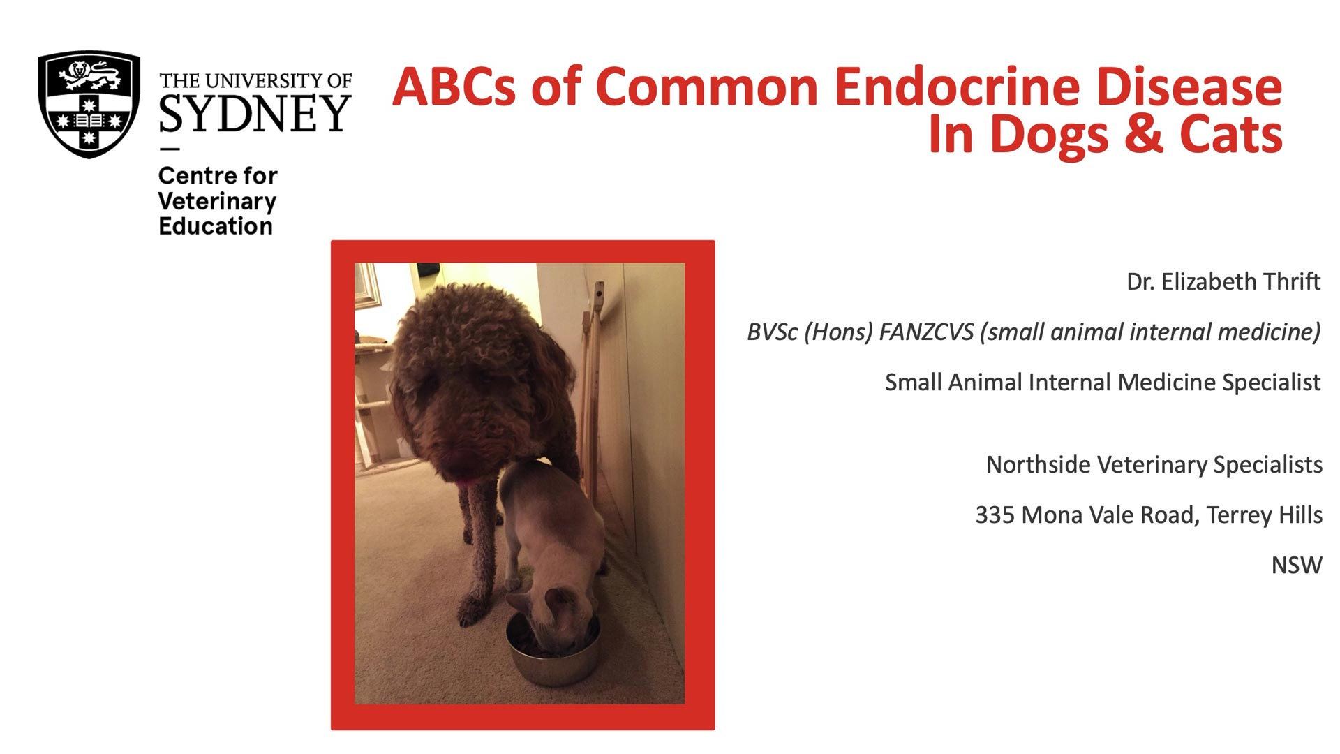 The ABCs of Common Endocrine Diseases in Dogs and Cats