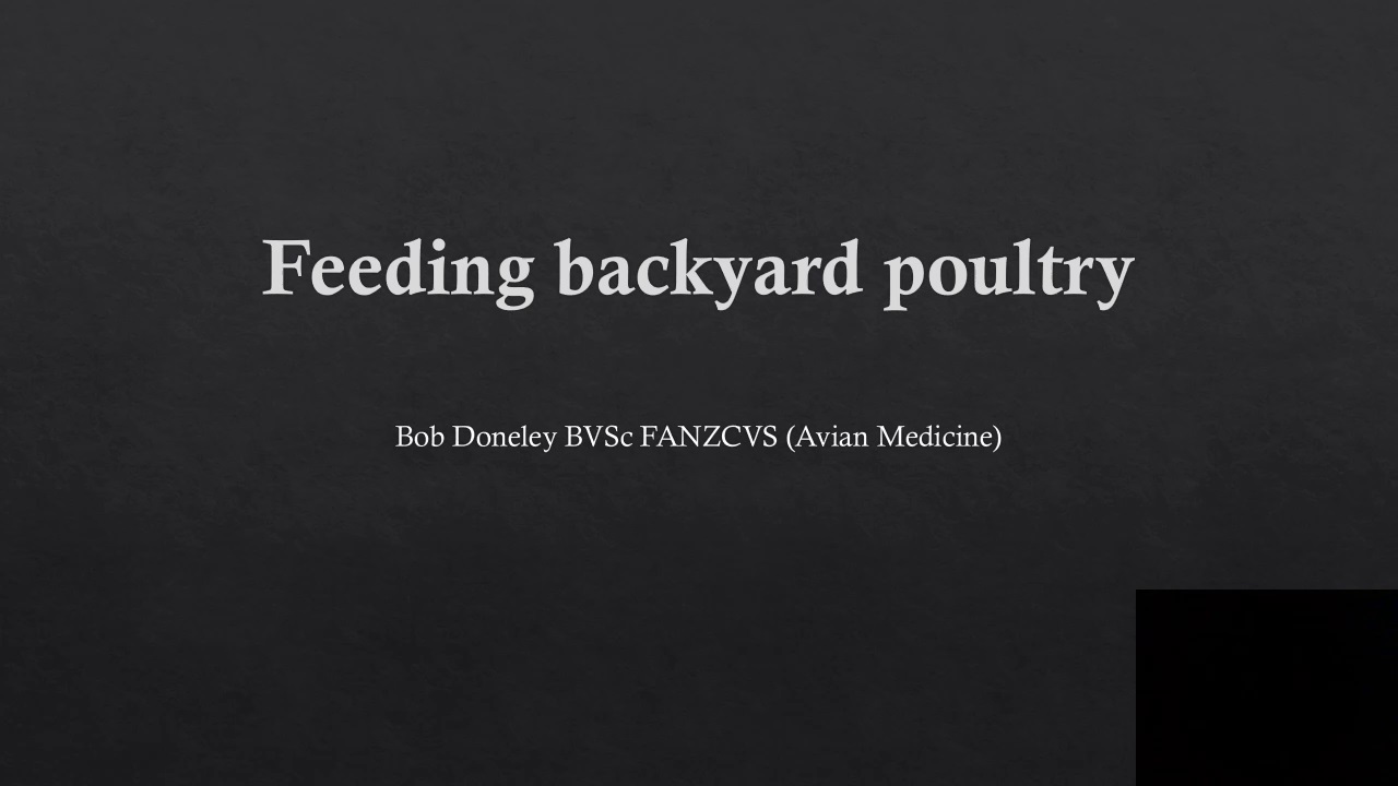 Feeding Backyard Chickens for Optimal Health