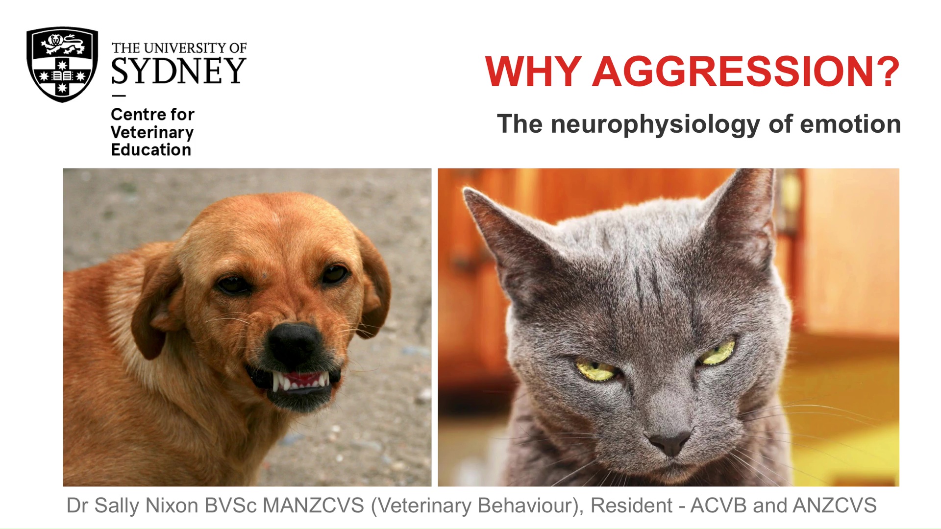 Why Aggression? The Neurophysiology of Emotion