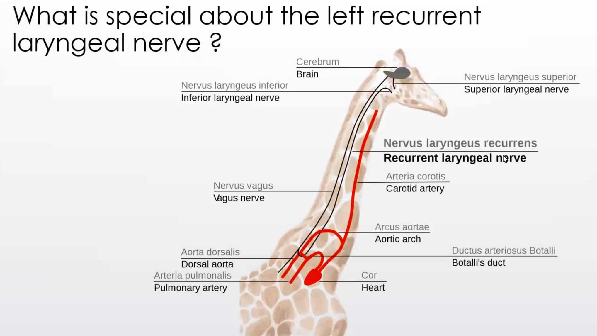 Laryngeal Paralysis - all you need to know