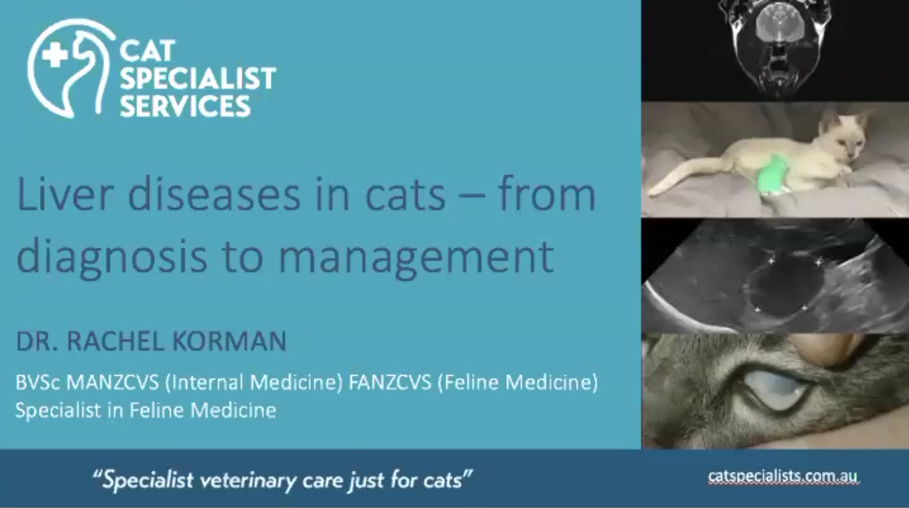 Liver Disease in Cats: Diagnosis to Management