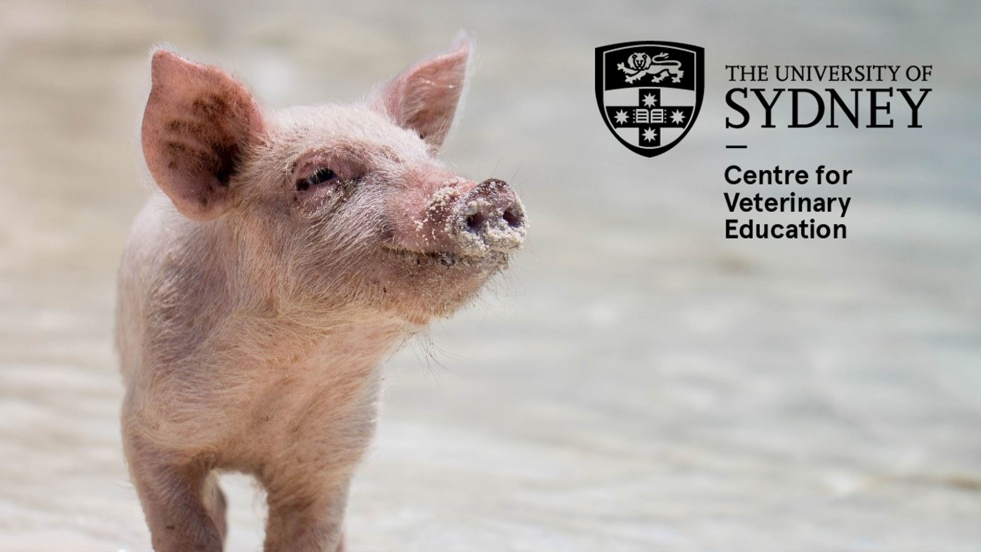 Robert Dixon Memorial Symposium 2022: Happy as a pig?