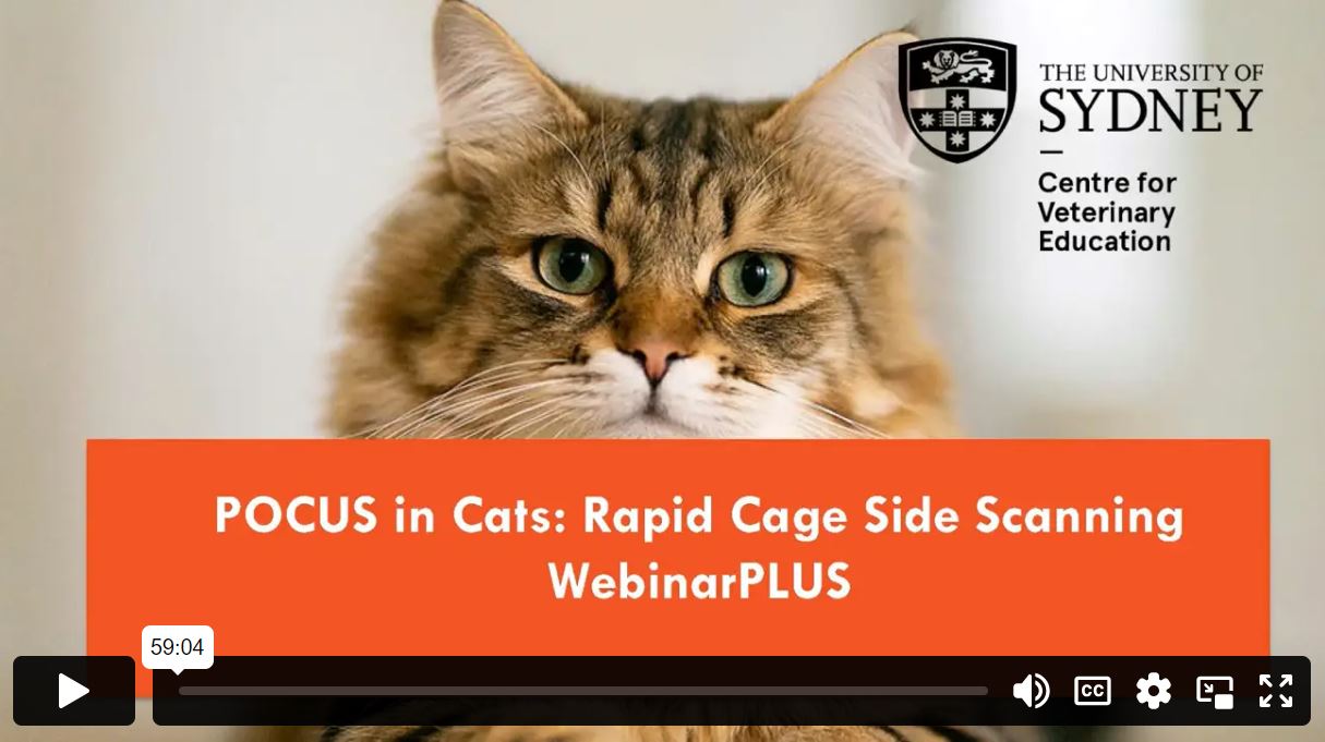 POCUS in Cats Rapid Cage Side Scanning WebinarPLUS
