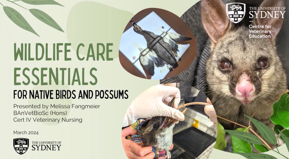 Wildlife: Care Essentials WebinarPLUS NurseEd