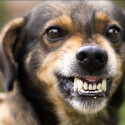 Canine Aggression: Approach &amp; Management TimeOnline OnDemand