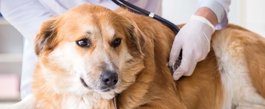 Heart Murmurs & Coughing in Dogs & Cats TimeOnline