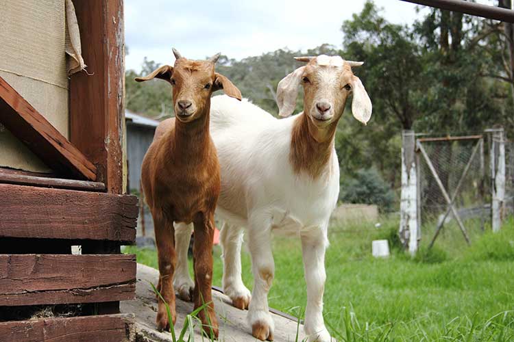 Goat Medicine & Husbandry TimeOnline