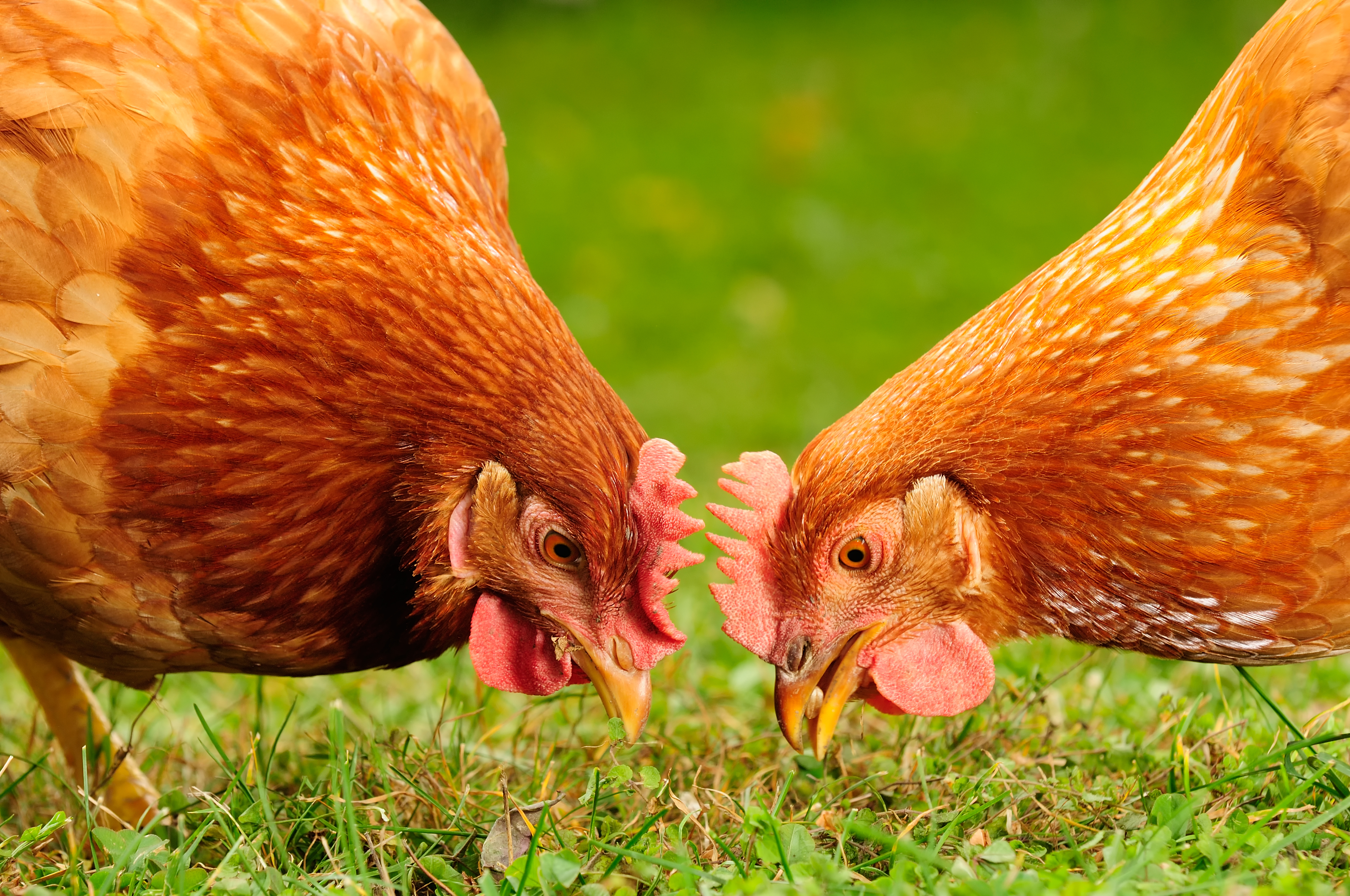 Feeding Backyard Chickens for Optimal Health WebinarPLUS