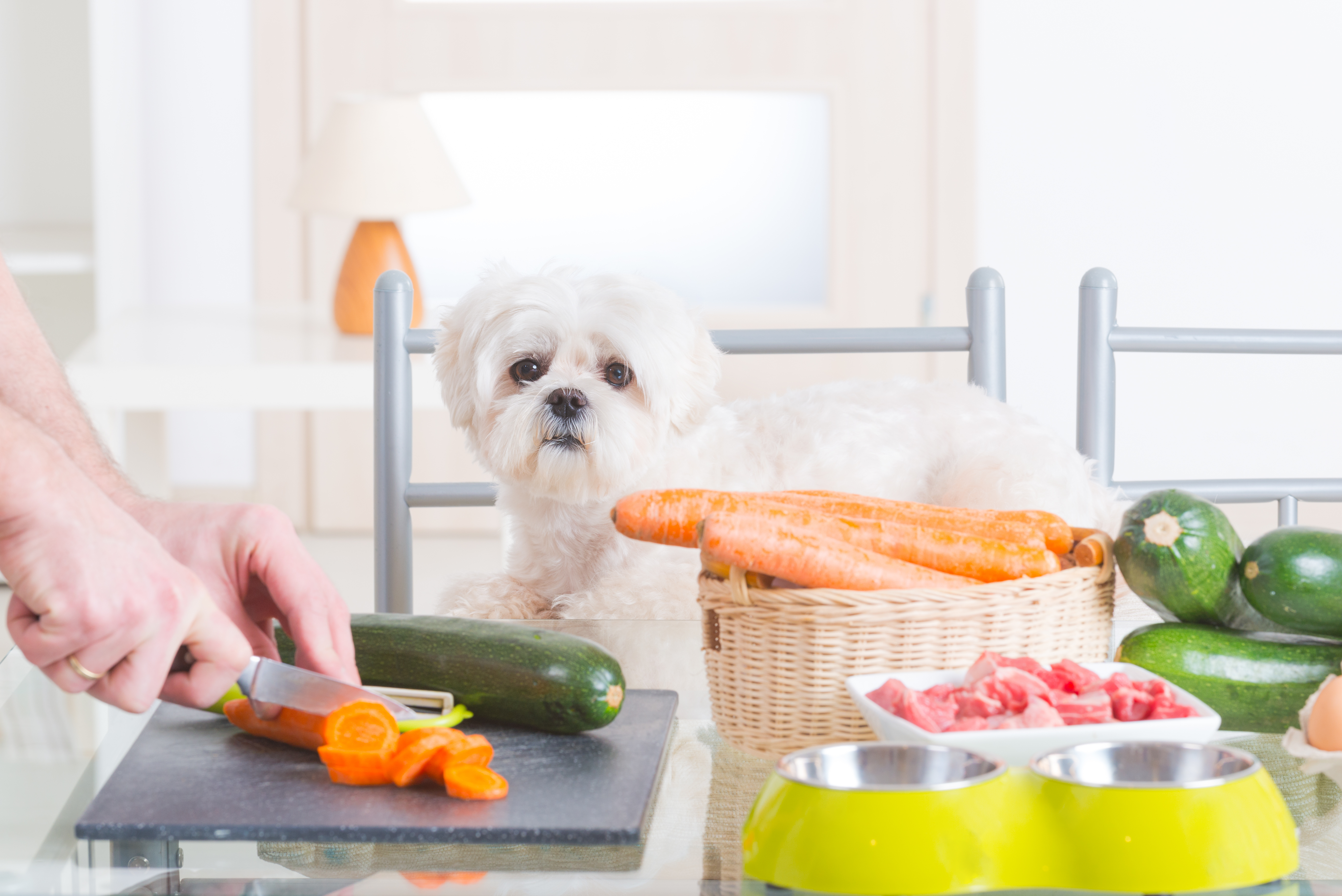 Advice to Pet-Owners on Home-Prepared Diets WebinarPLUS