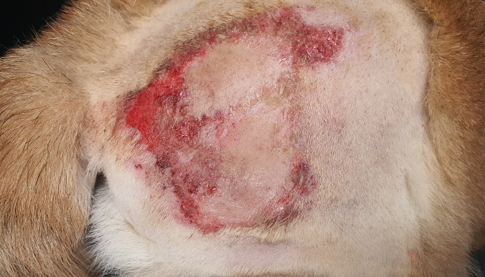 Advanced Dermatology Distance Education