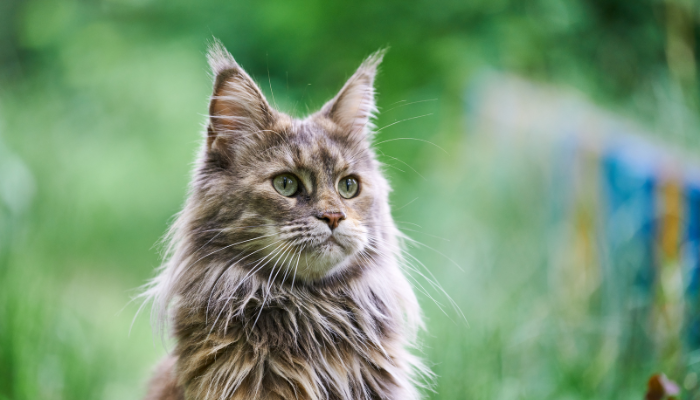 Feline Medicine Distance Education