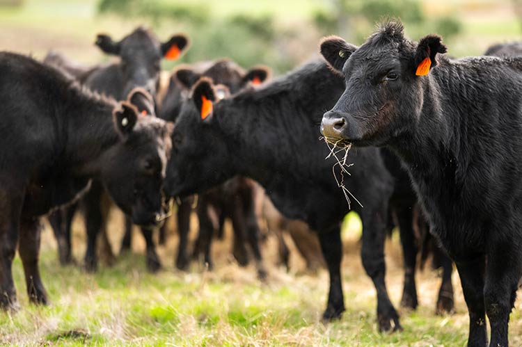 Beef Production Distance Education