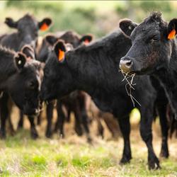 Beef Production Distance Education