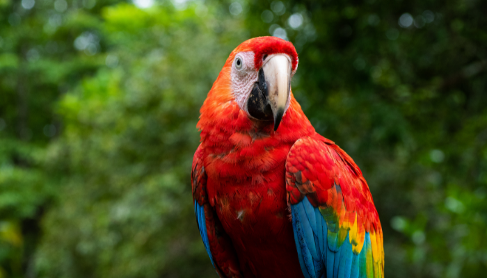 Avian Patients: Assessment & Diagnosis TimeOnline OnDemand