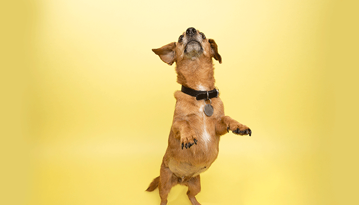 Hyperadrenocorticism in Dogs & Cats TimeOnline