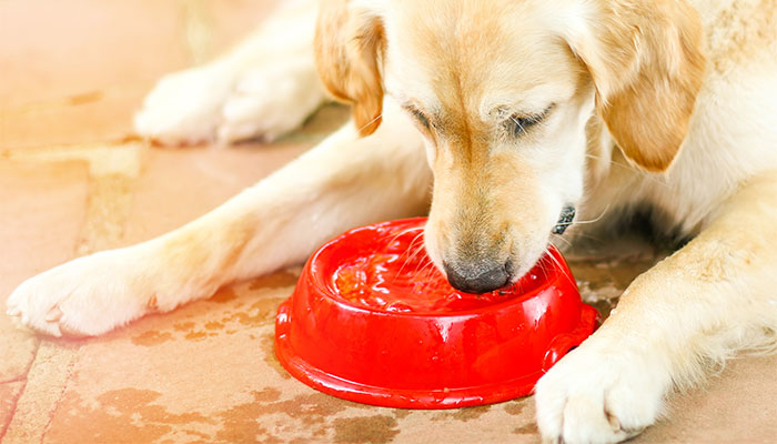 Kidney Disease in Dogs & Cats TimeOnline