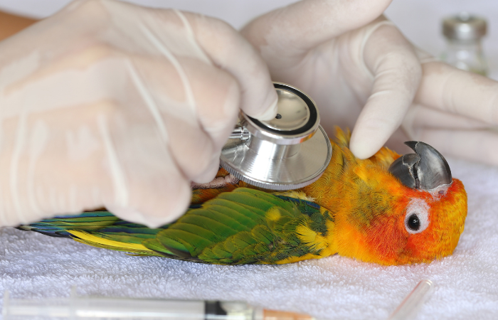 Avian Medicine TimeOnline