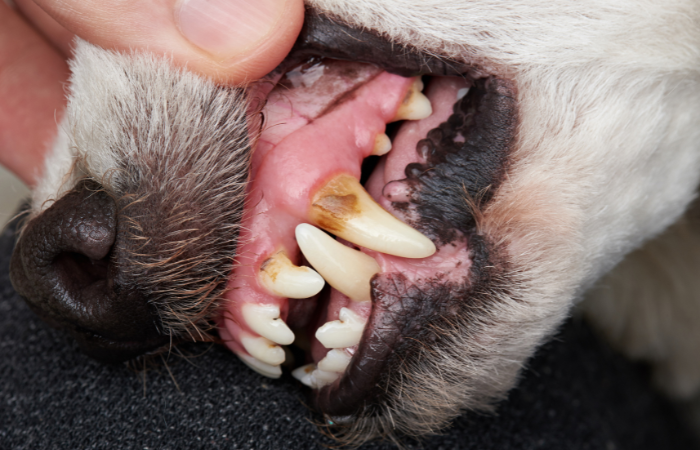 Principles of Veterinary Dentistry: Theory & Techniques TimeOnline