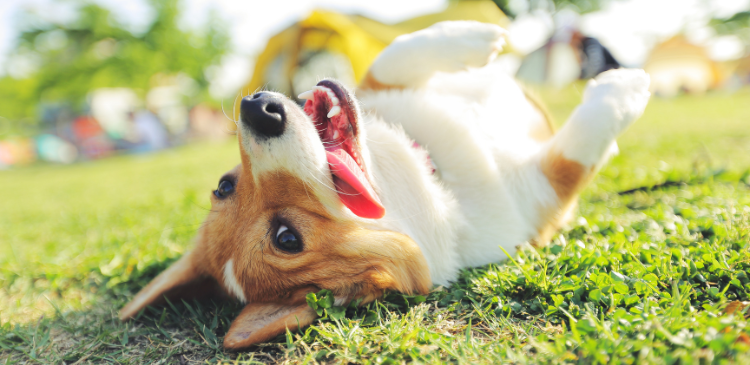 Heartworm in small animals