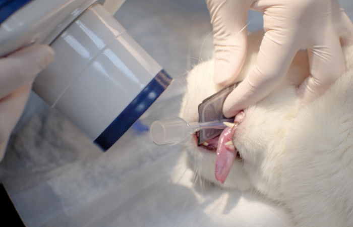 Mastering Dental Radiology: The Pathway to X-cellence TimeOnline