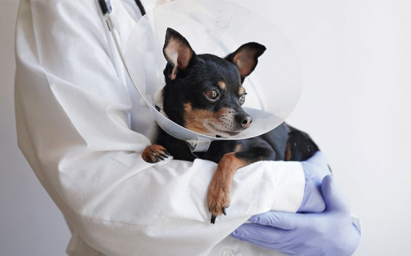 Risks & Benefits of Neutering Dogs WebinarLIVE!