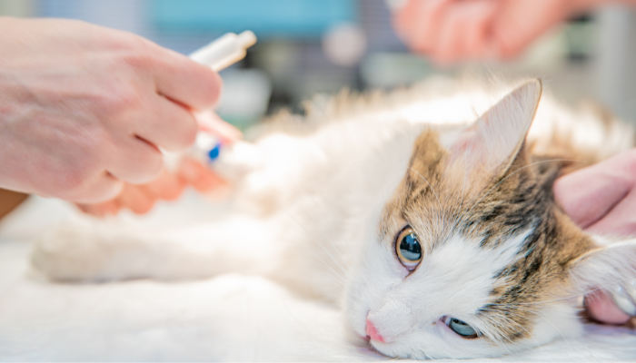 Investigating Feline Chronic Enteropathies WebinarPLUS