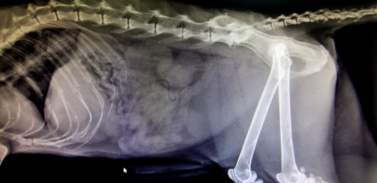 Radiographs in veterinary practice