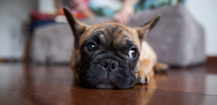 Brachycephalic Dermatology: More Than Just Wrinkles & Folds! WebinarPLUS