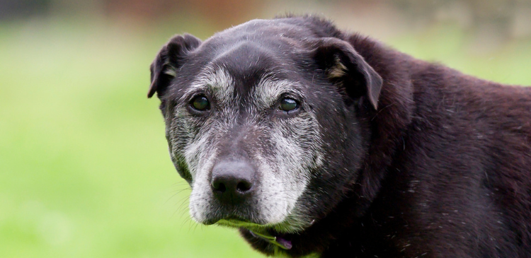 Cushing’s Syndrome in Diabetic Animals