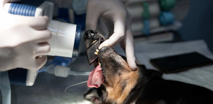 Next-Level Dental Radiography WebinarPLUS NurseEd