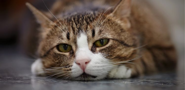 Feline Heart Failure: The First 12 Hours EmergencyLIVE!