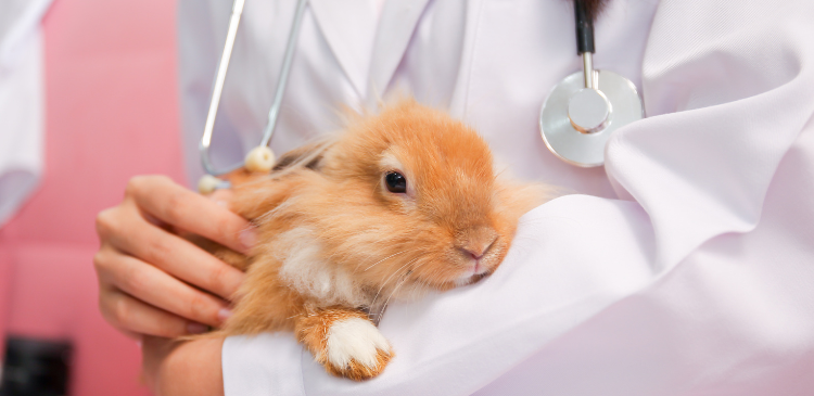 Heads Up: Common Conditions of the Rabbit Skull WebinarPLUS