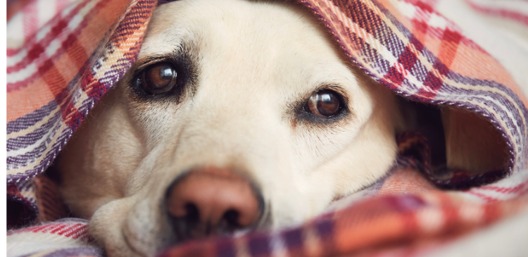 Managing Hypotension in Small Animals WebinarPLUS NurseEd
