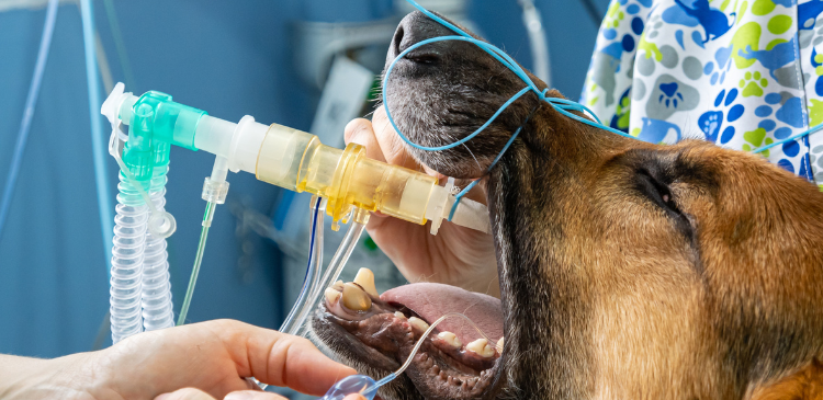 Just Breathe: Mechanical Ventilation WebinarPLUS NurseEd