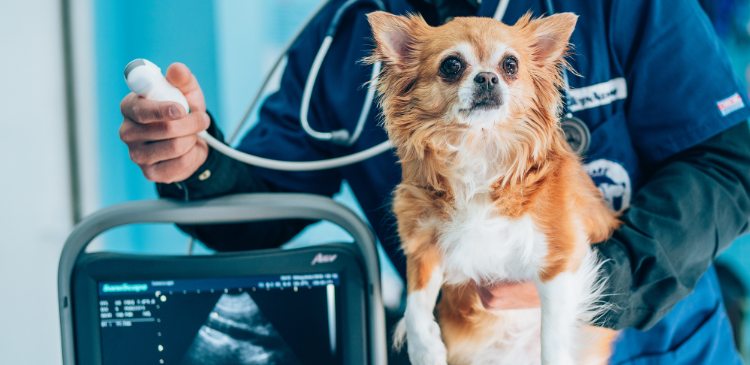 Enhancing General Practice with POCUS: The 4 T’s Framework WebinarPLUS