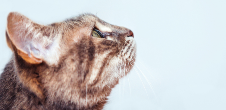 Feline gingivostomatitis