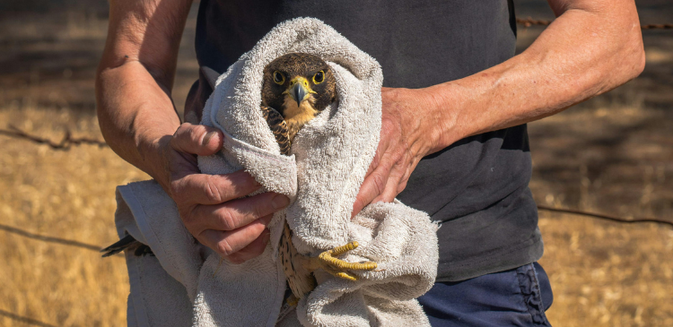 Wildlife: Emergency Essentials WebinarPLUS NurseEd