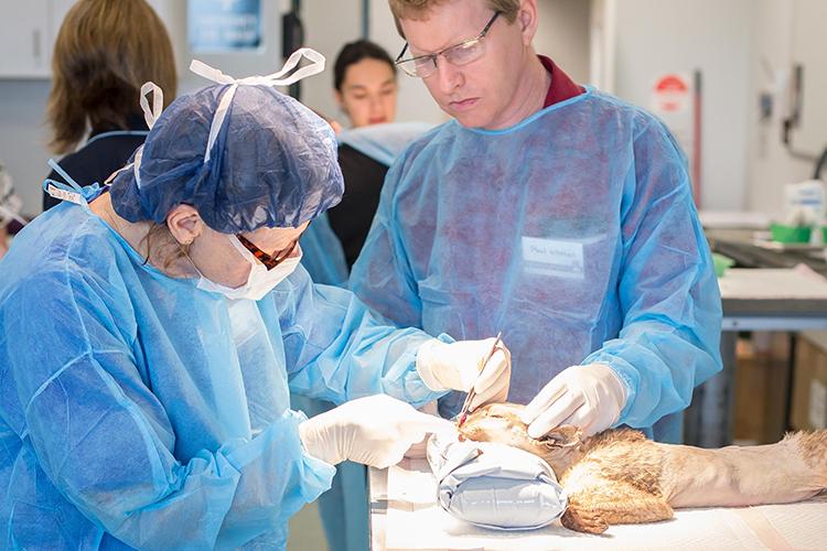 Surgery Intensive: Practical Skills for GP Vets Workshop
