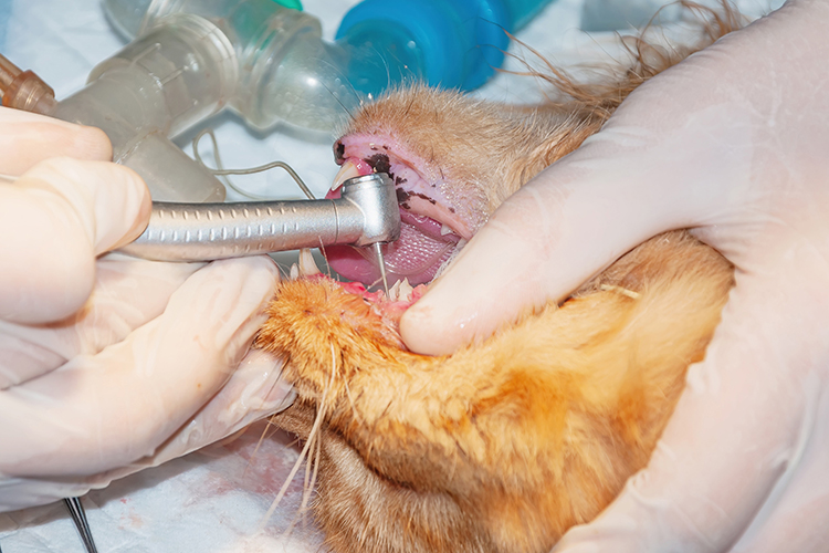 Surgical Dentistry for Cats & Dogs Workshop