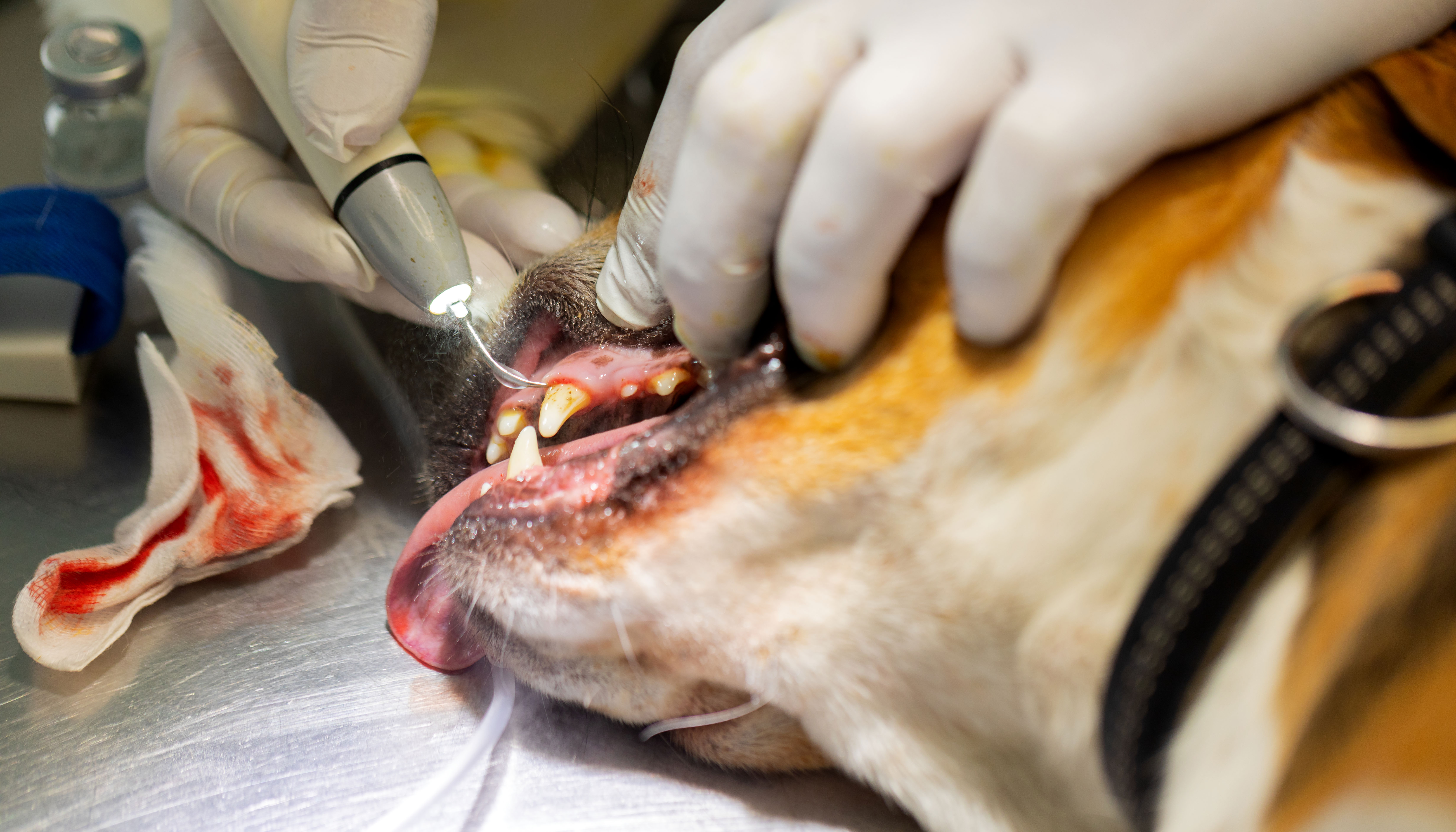 Surgical Dentistry for Cats & Dogs Workshop