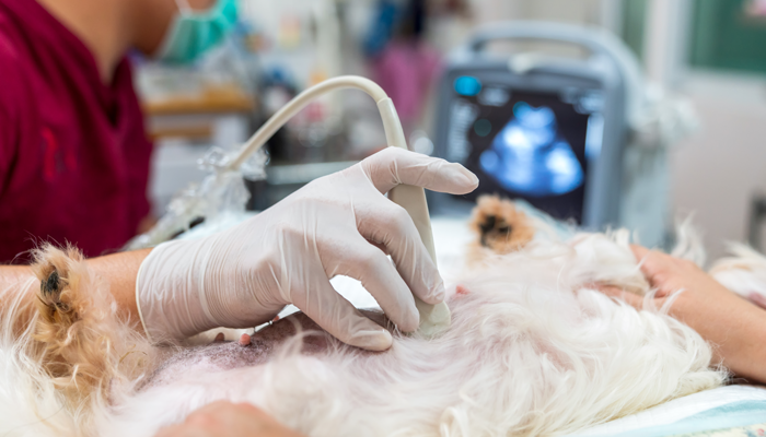 VPOCUS Workshop