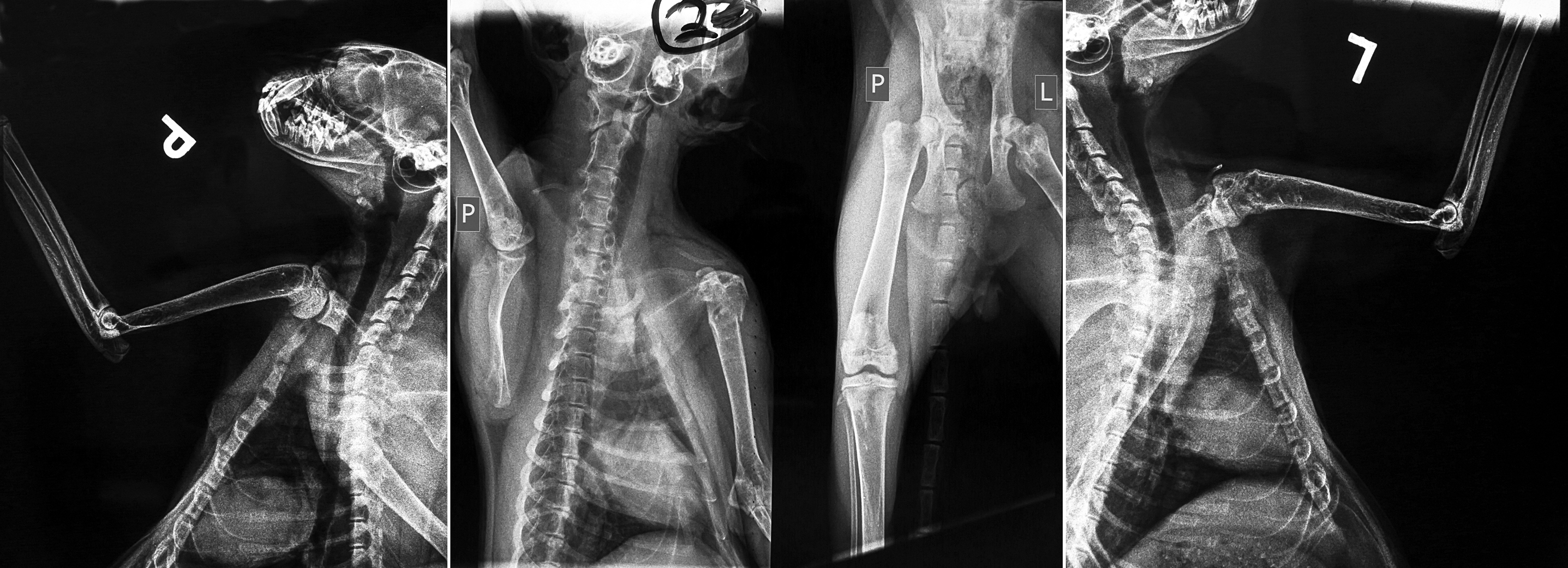 Diagnostic Imaging: Musculoskeletal